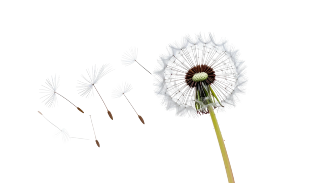Close-up of a dandelion releasing seeds in the air against a stark black background