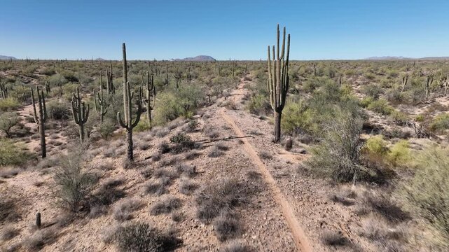 Aerial view of arid landscape featuring tall cacti and sparse vegetation under a clear sky, casting shadows across the desert floor, Apache Junction, Arizona, United States.