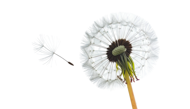 A close-up view capturing the intricate details of a dandelion seed head and a single flying seed