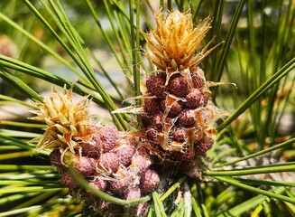 close up of a pine cone