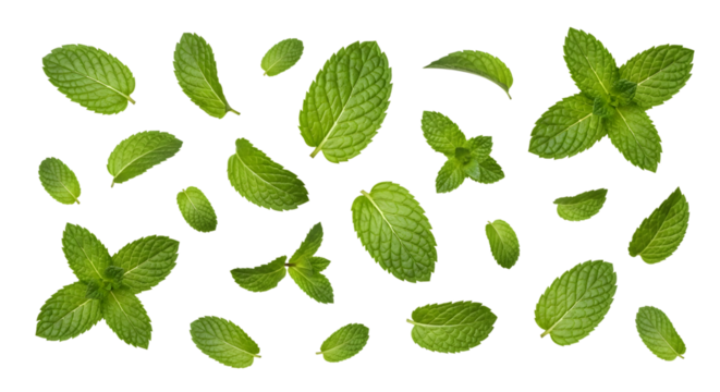 Assortment of fresh green mint leaves scattered across a dark background isolated on a transparent background
