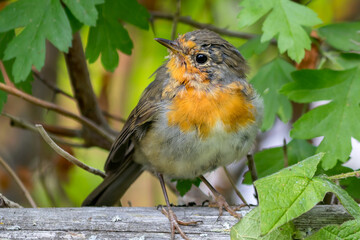 A robin songbird sits on a fence in the garden.
