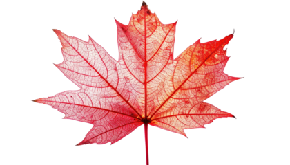 Close-up of a vibrant red maple leaf against a stark black background, showcasing details