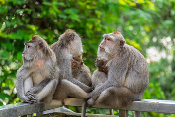 Ubud Indonesia – View of several female monkeys with their babies resting on a wooden structure in a green area.