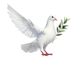 White dove flying isolated on transparent background.
