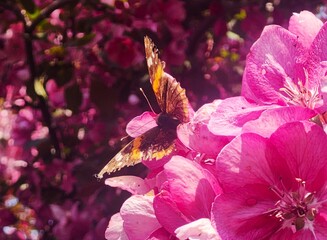 buterfly on a  flower