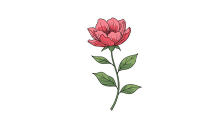 Simple and elegant hand-drawn red flower with a green stem and leaves in a beautiful botanical illustration style.