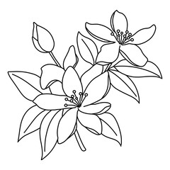 Vector elements of lily flower and leaf,Hand drawn line of lily flower,Pretty floral pattern for print, Botanical elements,Vector pattern illustration lily flowers