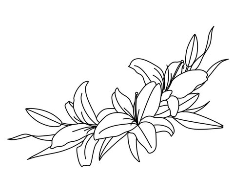 Hand drawn vector outline of lily flower on white background,Pretty floral pattern for print, Botanical elements