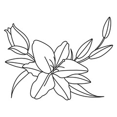 Vector elements of lily flower and leaf,Hand drawn line of lily flower,Pretty floral pattern for print, Botanical elements,Vector pattern illustration lily flowers