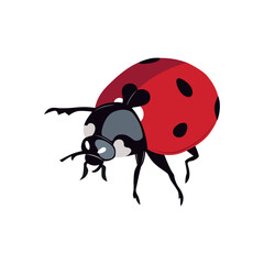 Ladybug insect red and black color. Summer bug. Meadow insects. 