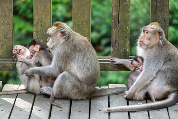 Ubud Indonesia - View of two baby monkeys playing under their mother&rsquo;s supervision while another female sits nearby holding her infant.