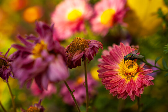 green fly on pink chrysanthemum in sunset light on blurred background close-up