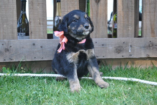 perritos lindos