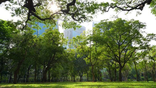 Lush Green Park Trees Framing Modern City Skyscrapers in Golden Sunlight