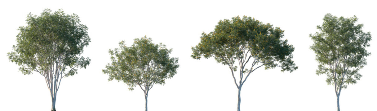 Set of Libidibia ferrea (commonly known as Brazilian ironwood, leopardtree) blooming trees isolated png on a transparent background perfectly cutout