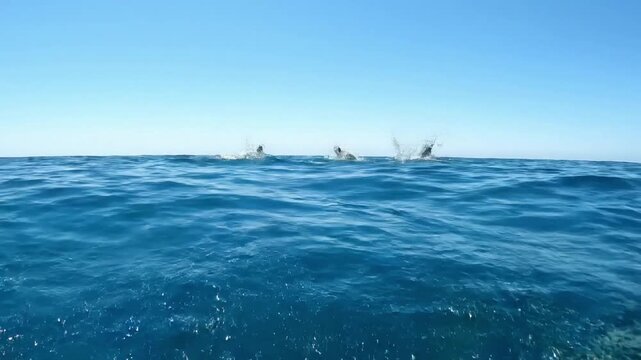 A pod of wild dolphins gracefully navigating through crystal clear turquoise ocean waters, showcasing their natural agility and social interactions. Wide shot, underwater perspective