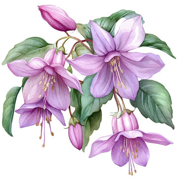 Epimedium Flower, watercolor vector, isolated on a white background.