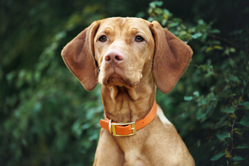 young hungarian vizsla dog portrait in a collar outdoors