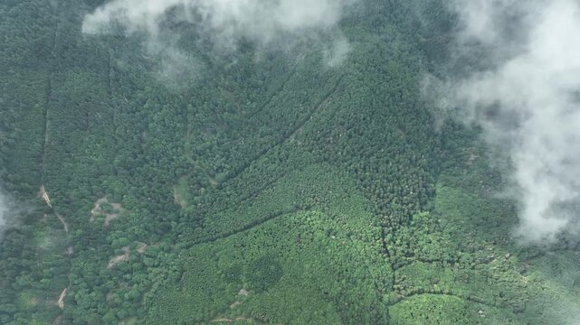 Aerial view of a dense forest canopy, a tapestry of varying greens, creating a textured landscape under the sun, Thann, Grand Est, France.