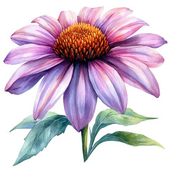 Obraz premium Echinacea Flower, high quality watercolor, isolated on a white background, vibrant details.