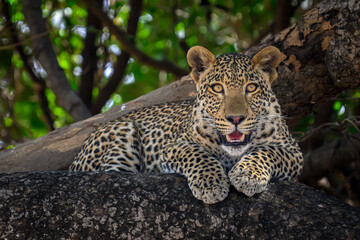 Leopard resting in a tree