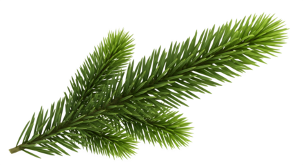 Green spruce branch isolated on transparent background for holiday designs