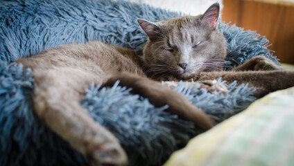 Grey cat napping comfortably in soft bedding