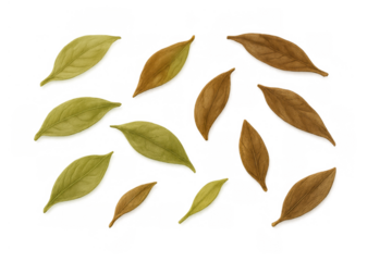 Autumn fall leaves scattering pattern. Dry season foliage from deciduous trees. Minimalist nature concept on transparent background