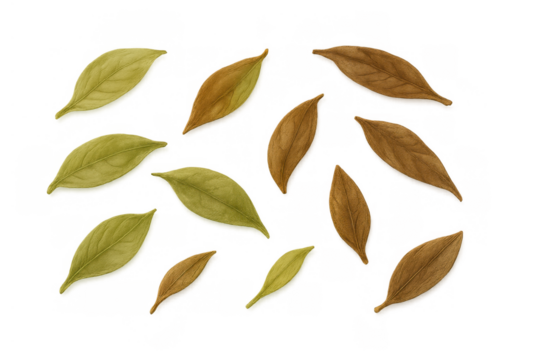 Autumn fall leaves scattering pattern. Dry season foliage from deciduous trees. Minimalist nature concept on transparent background - Powered by Adobe