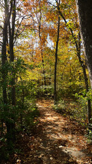 Fall forest path in Southern Illinois, USA with sunlit leaves and a quiet dirt trail