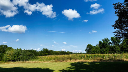 Naklejka premium Sunny Day in Southern Illinois Farmland Under a Clear Blue Sky with Cornfield and Trees