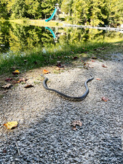 Snake on a gravel path by a lake in Southern Illinois park with a playground slide