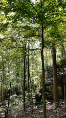 Fototapeta premium Tranquil forest canopy in Southern Illinois with sunlight through green leaves and tall trees
