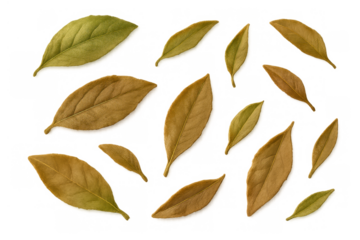 Autumn leaves falling, scattered dry foliage, seasonal nature element, golden yellow leaf isolated on transparent background