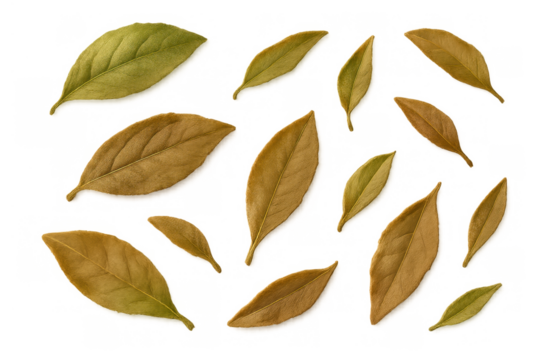 Autumn leaves falling, scattered dry foliage, seasonal nature element, golden yellow leaf isolated on transparent background - Powered by Adobe