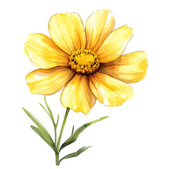 watercolor of Coreopsis Flower, vector, isolated on a white background.