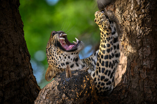 Leopard yawning in a tree