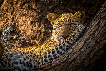 Leopard resting in a tree in the early morning sunshine