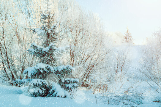 Winter landscape, sunny winter forest with snowy fir trees, colorful winter forest landscape scene under snowfall - Powered by Adobe