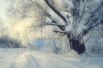 Winter forest landscape with a deciduous winter wonderland tree covered with ice and frost in winter morning