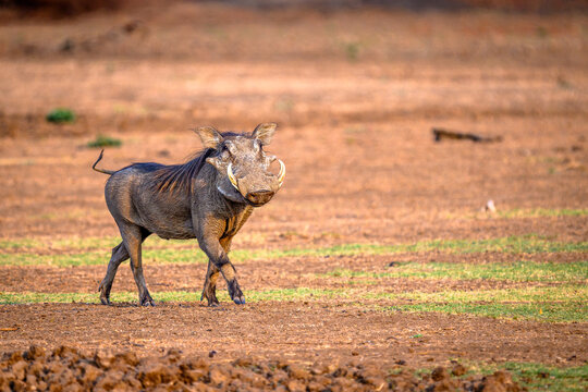 Warthog