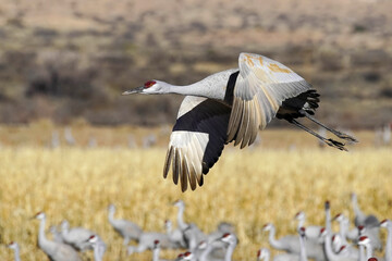 Sandhill Cranes - New Mexico
