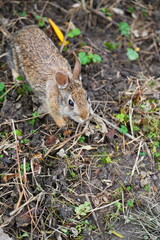 A cute and curious Eastern cottontail. The eastern cottontail (Sylvilagus floridanus) is a species of rabbit in the family Leporidae.