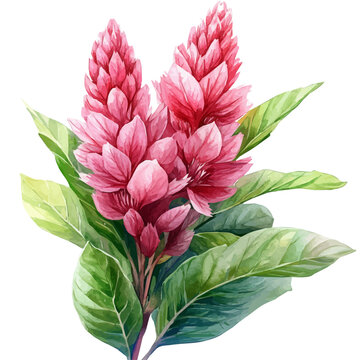 watercolor vector of Celosia Flower, isolated on a white background.