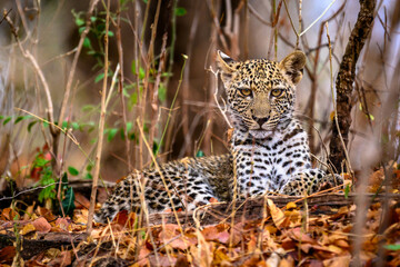 Leopard resting in the undergrowth