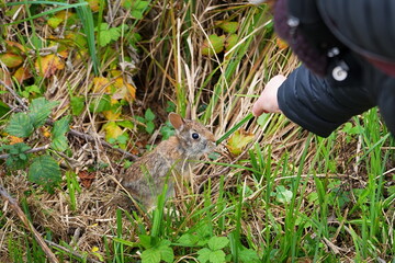 A cute and curious Eastern cottontail. The eastern cottontail (Sylvilagus floridanus) is a species of rabbit in the family Leporidae.