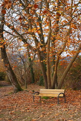 Autumn foliage and a solitary bench. The orange, yellow, and brown leaves dominate.