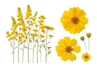 Cluster of yellow wildflowers and individual blooms with buds isolated on a transparent background plant