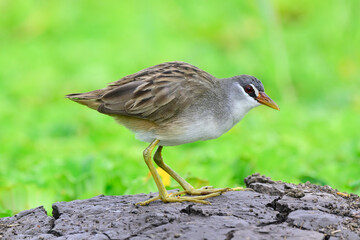 brown to grey bird walking on dirt spot inside fish pond, white-browed crake